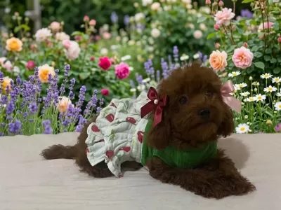 Harika Kore Poodle