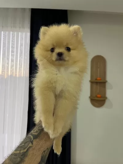 Sağlıklı 2 Aylık Pomeranian