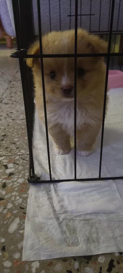 Latte Tadında Maltipoo