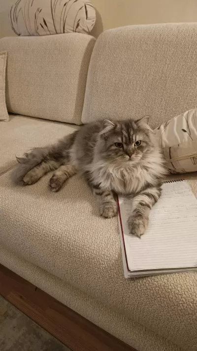 Chinchilla Kedimiz Ücretsiz Sahiplendirilecek