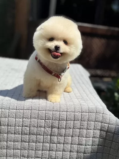Sağlik Ve İrk Garantili Pomeranian