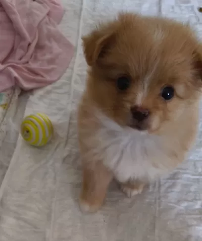 Pomeranian Dişi Mikro İmperium