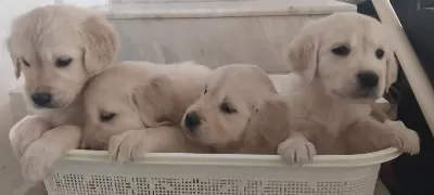Sağlıklı Golden Retriever Yavrular