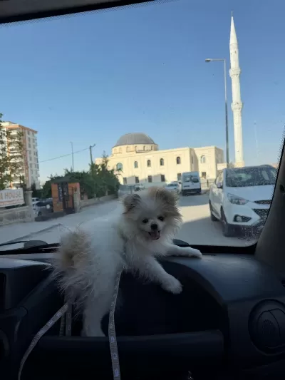 Pomeranian Boo 3 Aylık