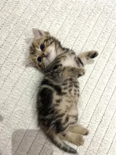 Golden N12 British Shorthair Orjinal Safkan