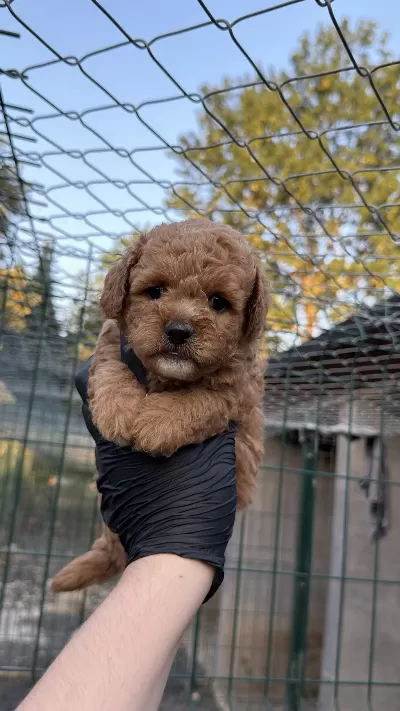 Poodle Yavrumuz Yeni Yuvasını Arıyor