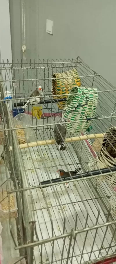 Sağlıklı Acil Satılık Bülbül