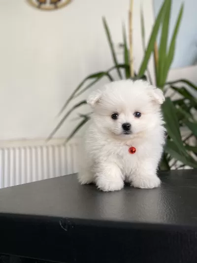 50 günlük çok tatlı pomeranian boo