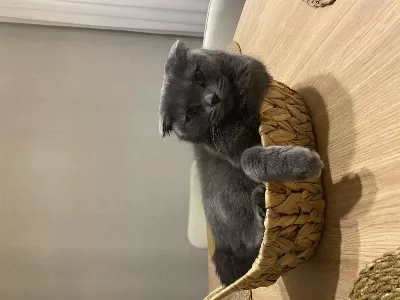 British Shorthair Mazluma Yuva