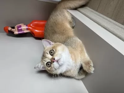 6 Aylık Golden British Shorthair Erkek
