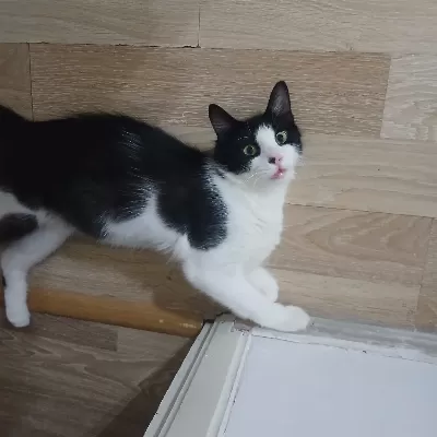 Akilli poncigjmize sevgi dolu yuva