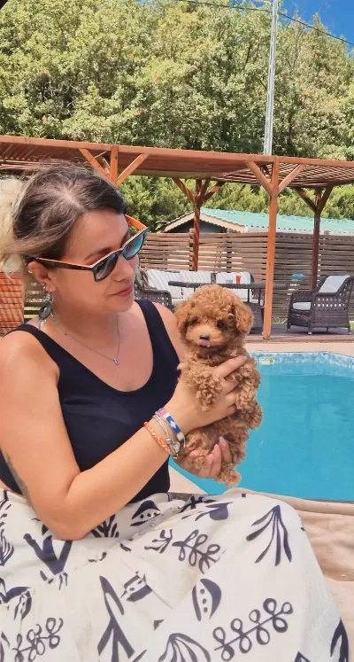Eğitilebilir Toy Poodle Yavruları İle Evinize Neşe Katın