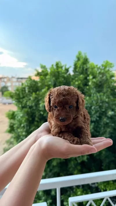 Ankara Nin En Güzel Toy Poodle Yavrulari
