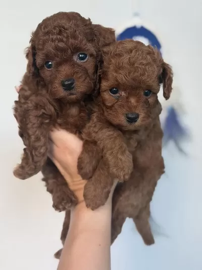 Sağlıklı Bebek Toy Poodle