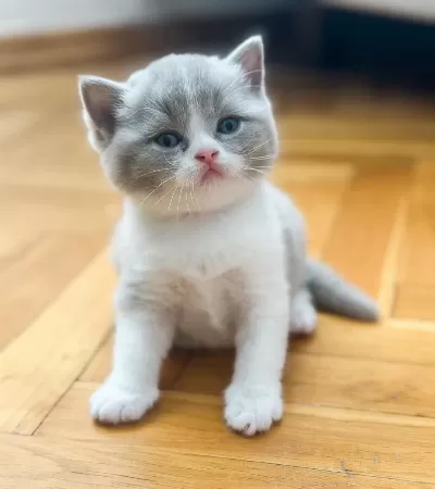 Nadir Bulunan Lilac Rengi Yavru British Shorthair