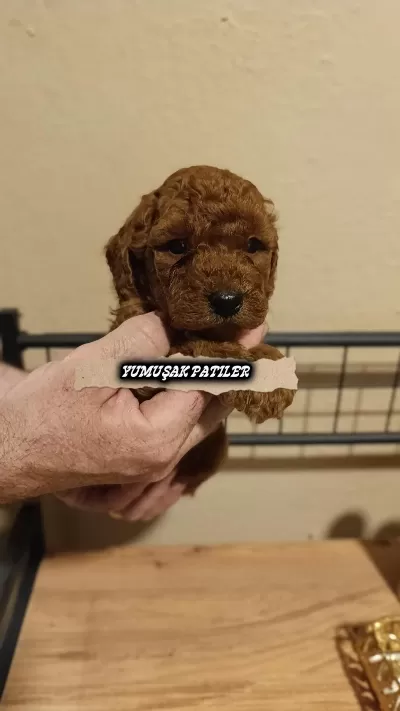 Toy Poodle Dişi İle Erkek