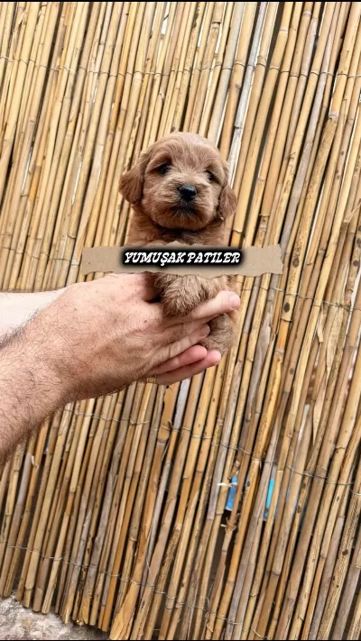 Sağlıklı Toy Poodle Yavrumuz
