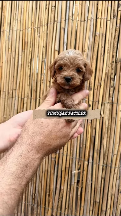 Sağlıklı Orijinal Toy Poodle