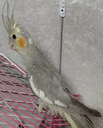 Yavru Sultan Papağanı 4 Aylık