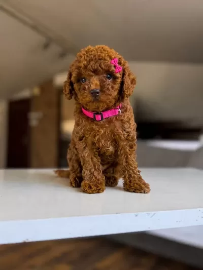 Harika Kore Poodle Yavru