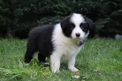 Ruhsatlı Resmi İşletmeden Taksit Avantajıyla B.collie