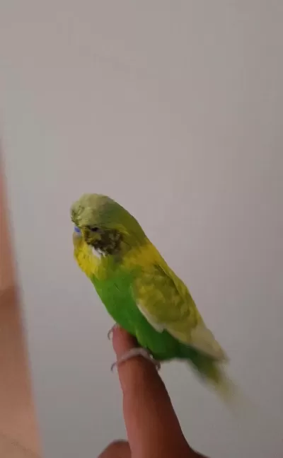 Ele Alişik Erkek Jumbo Muhabbet Kuşu