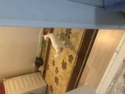 Ankara Kedimi Sahiplendiriyorum