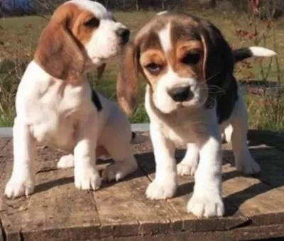 Ruhsatlı Resmi İşletmeden Taksit Avantajıyla Beagle