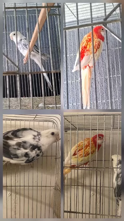 Elegans Rozella Takım