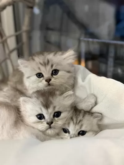 British Shorthair Ve Longhair Bebekler