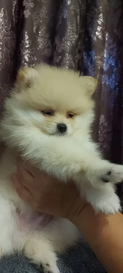 Sağlıklı Pomeranian Erkek