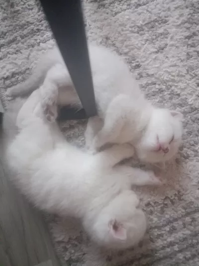 Scottish Fold Dişi Ve Erkek Yavrular