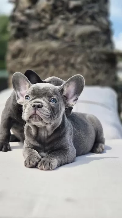 Blue French Bulldog Yavruları İstanbul