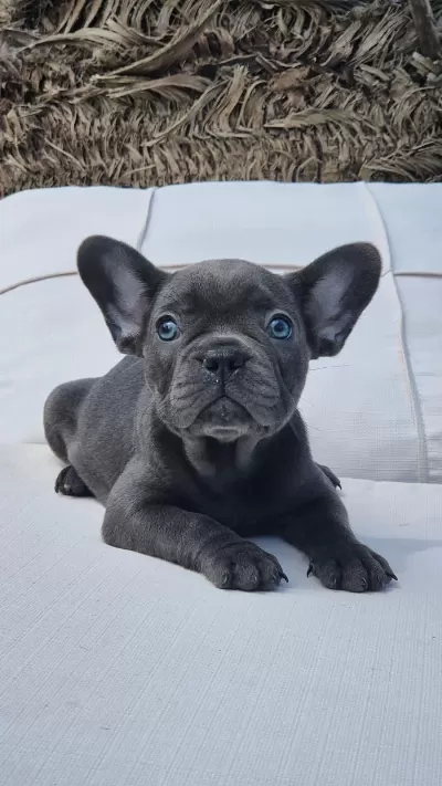 Blue Eyes French Bulldog Yavruları