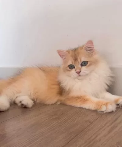British Longhair 5 Aylık Ny12 Erkek