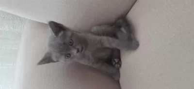 A Kalite British Shorthair Gri