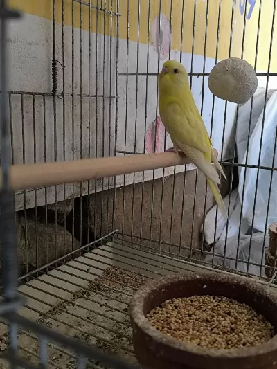 Kırmızı Göz Dişi Yavru Kuşlar