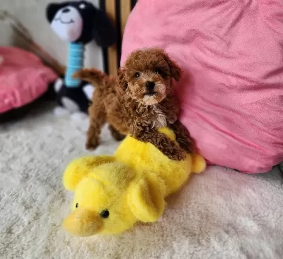 Sevimli Maltipoo Yavrularimiz