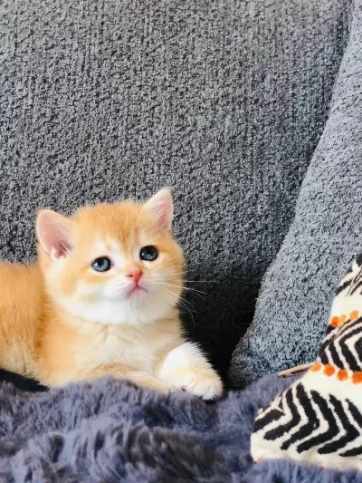 A Kalite British Shorthair Golden Yavrular