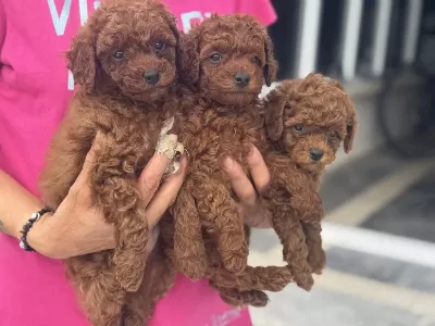 Ankaranın En Elit Toy Poodle Yavruları Garantili