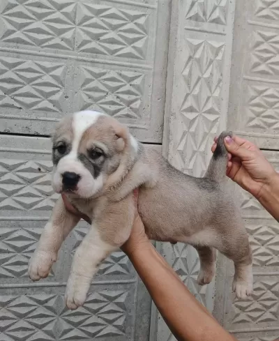 Üst Düzey Alabai Yavrulari