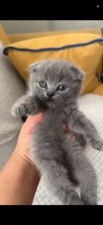 Ponçik Kediler Yeni Yuvalarını Arıyor