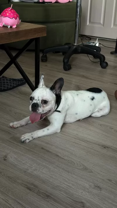 8 Aylık Tüm Aşıları Kimlik Çip Tam Dişi French Bulldog
