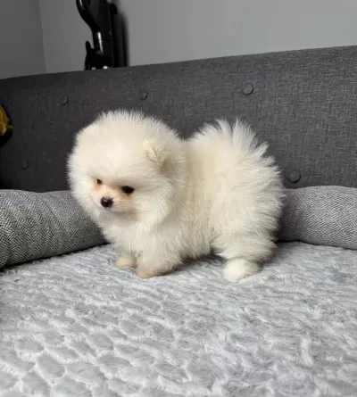 En Sevimli Pomeranian Bebeklerimiz