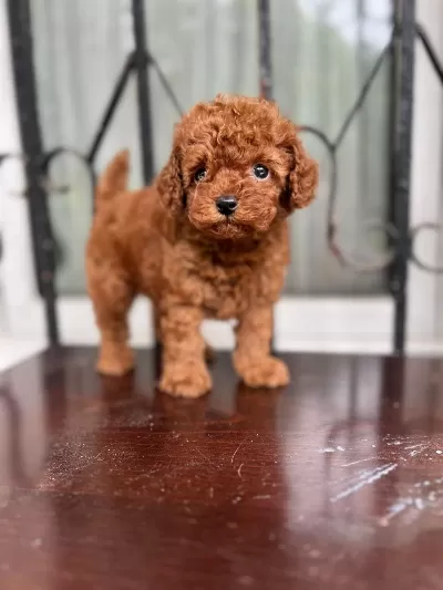 Ankarada Tea Cup Kore Poodle Yavrularımız