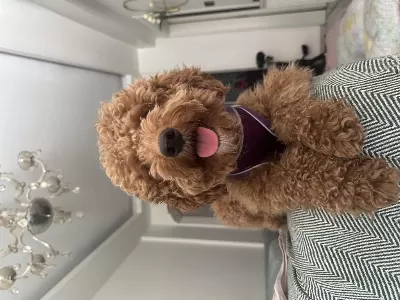Çiftleştirme İlani Poodle