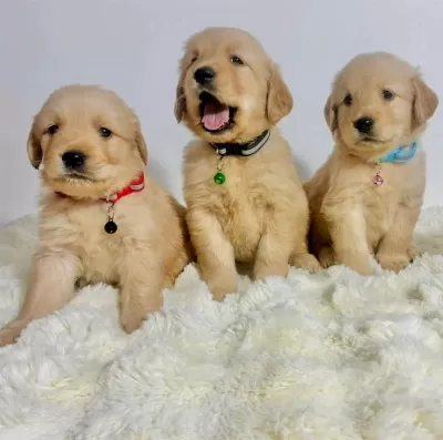 Golden Retriever Yavrular Kapıda Ödeme Mevcut
