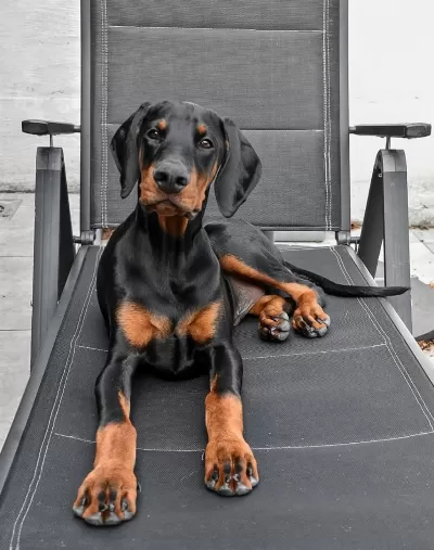 İyisi Değil En İyisi Doberman Kapıda Ödeme Mevcuttur