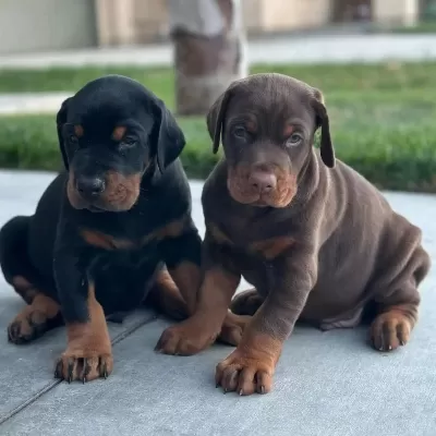 Türkiyenin En Güvenilir Çiftliğinden Doberman