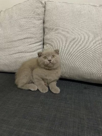 Şirin Ve Sevimli Scottish Fold Yavrumuz